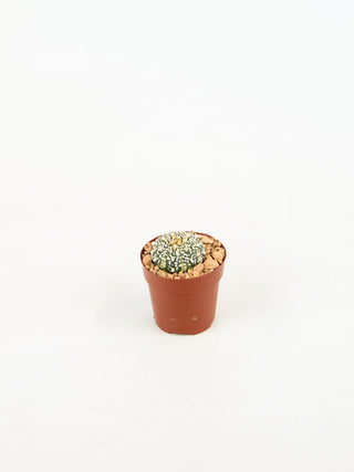 Astrophytum asterias