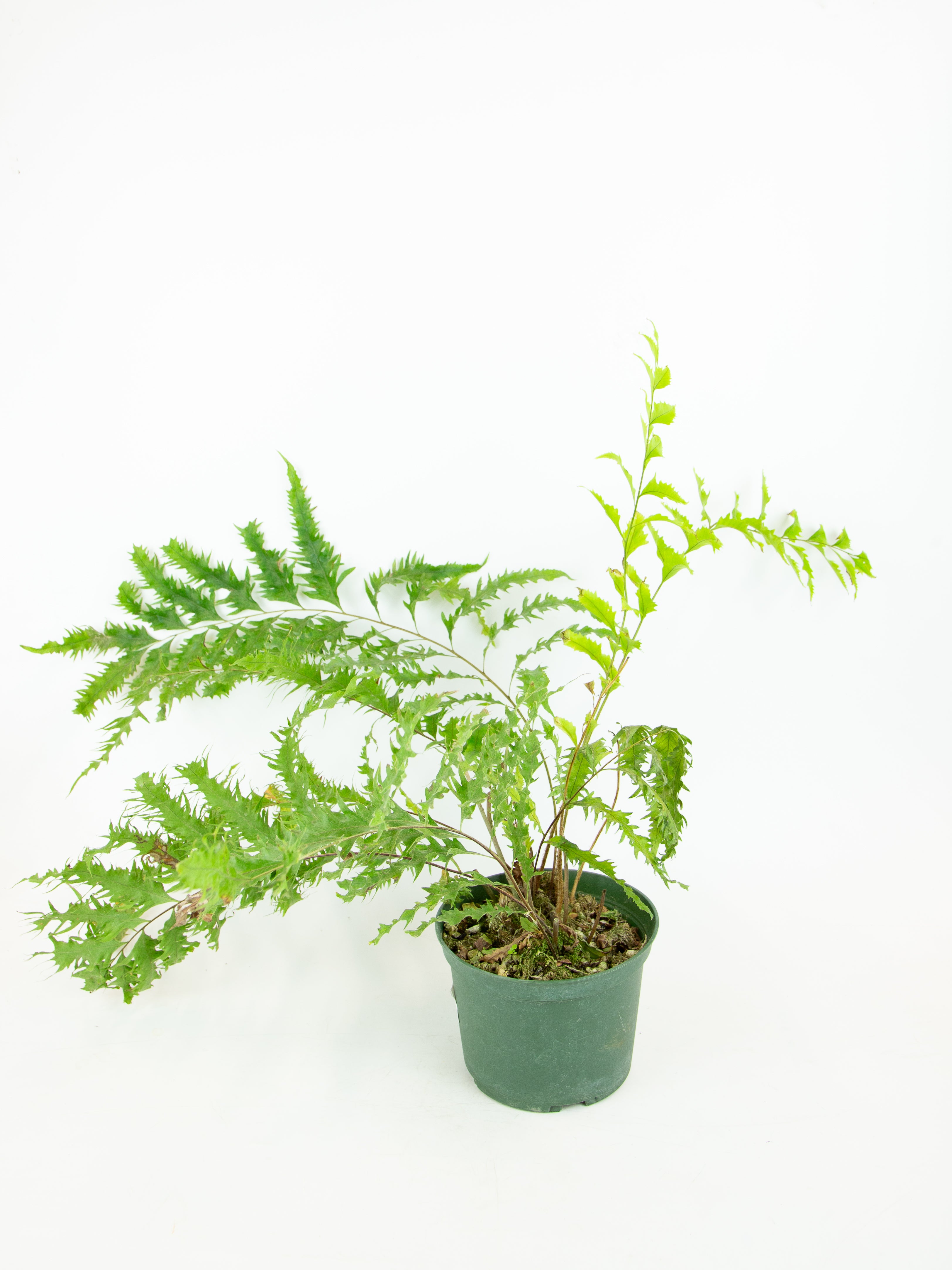 Drynaria rigidula 'Whitei' – ARIUM BOTANICALS