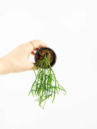 2" Rhipsalis sp.