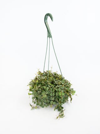 Hoya curtisii