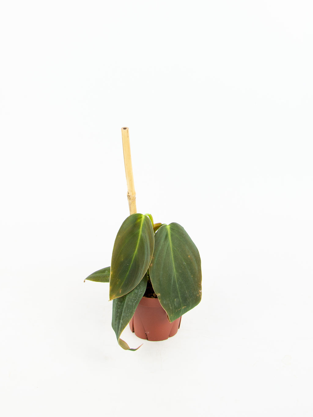 buy philodendron gigas Philodendron gigas – ARIUM BOTANICALS