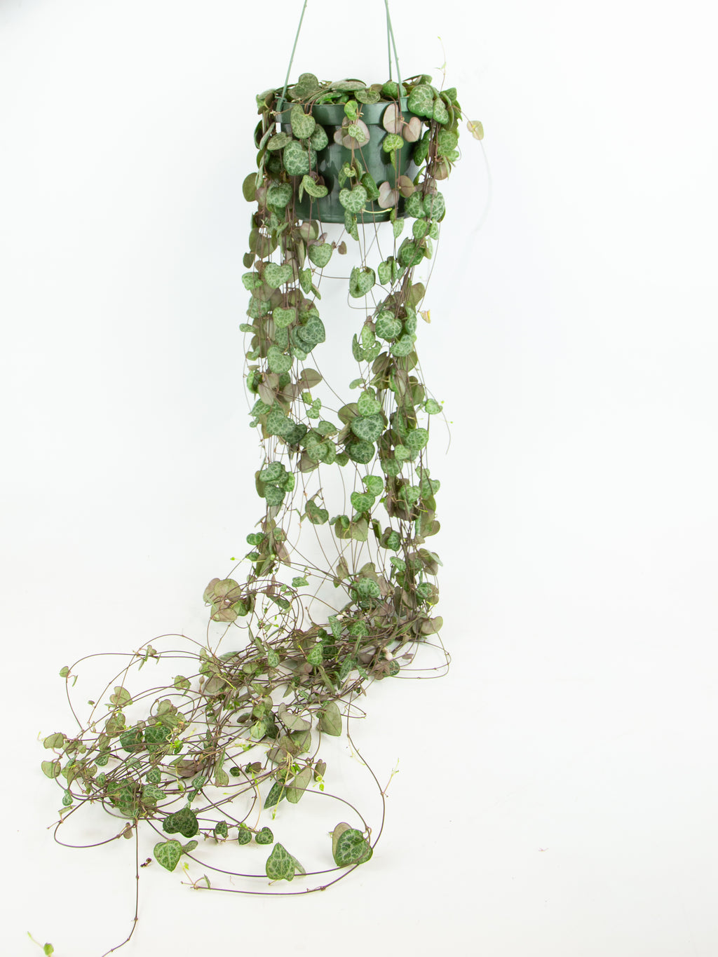 Ceropegia woodii 'String of Hearts' – ARIUM BOTANICALS