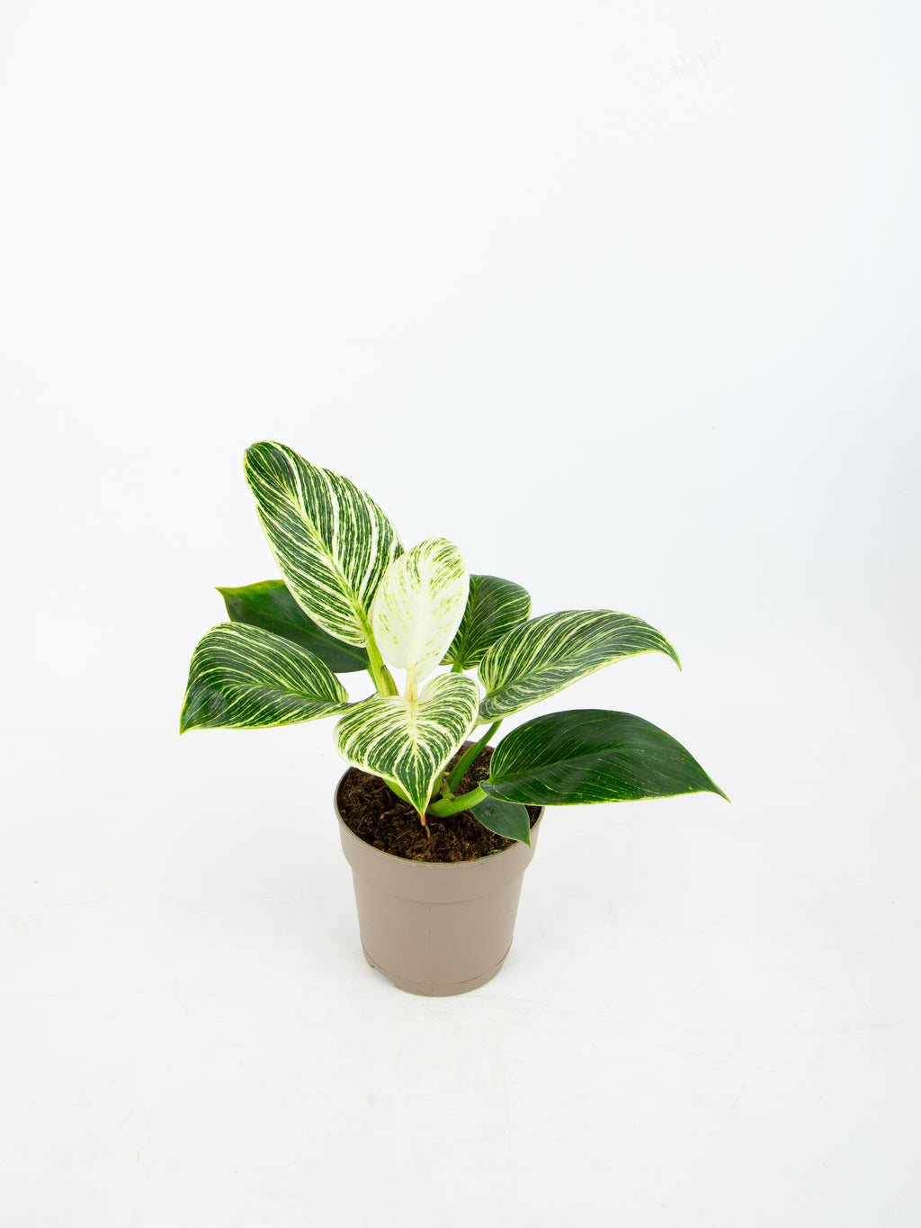 philodendron barryi Philodendron 'Birkin' – ARIUM BOTANICALS