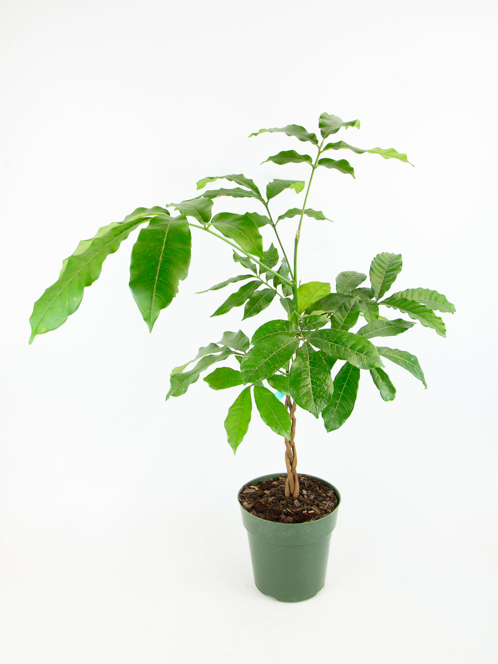 natal mahogany indoor plant Trichilia emetica 'Natal Mahogany'