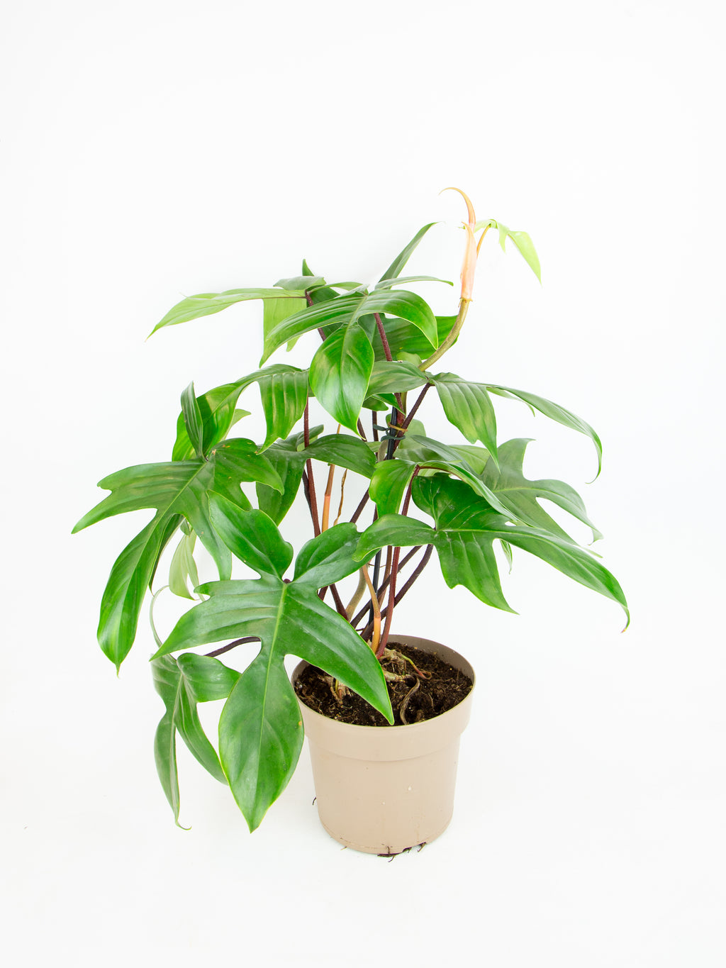 Philodendron 'Florida Green' – ARIUM BOTANICALS