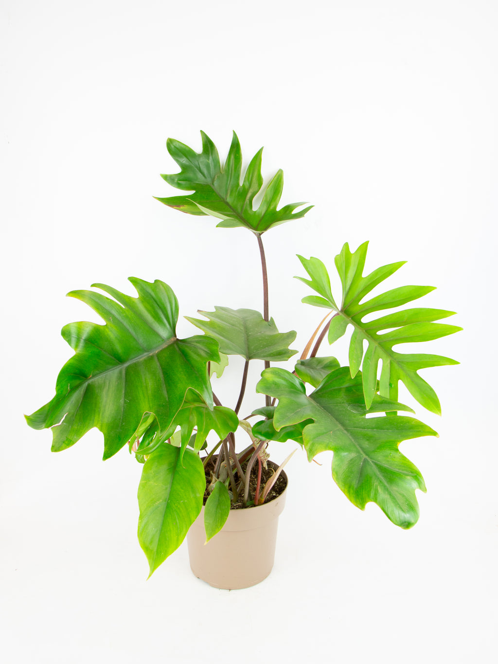 holey philodendron Philodendron mayoi