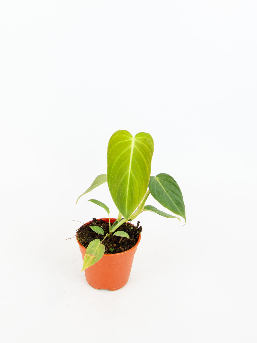 philodendron europe Philodendron Glorious (P. Gloriosum x P. Melanochrysum)