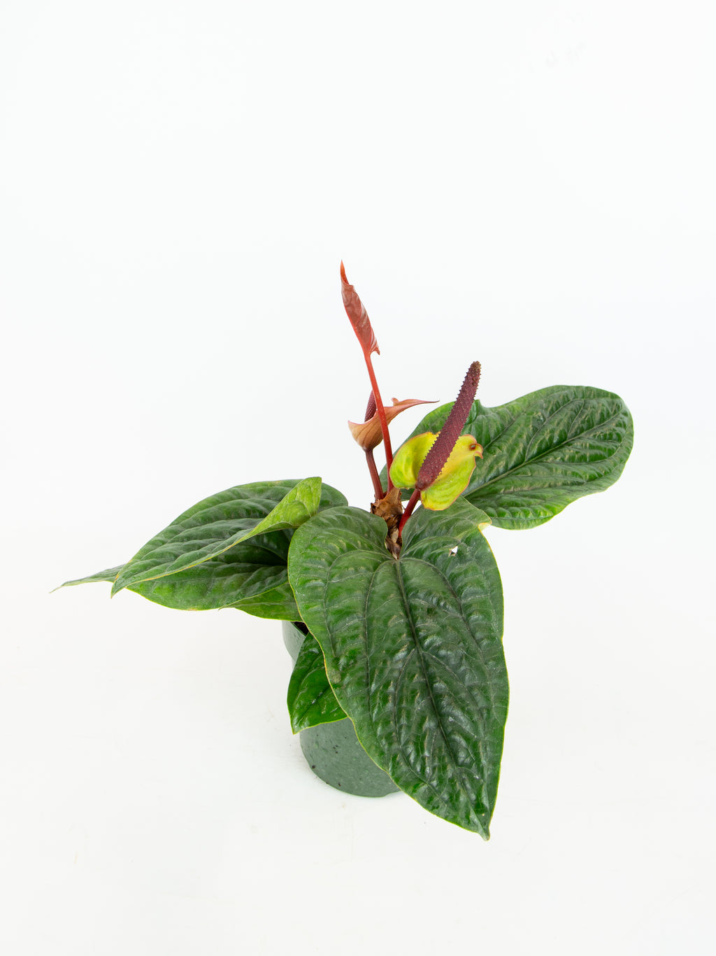 anthurium radicans x luxurians Anthurium radicans x luxurians – ARIUM BOTANICALS