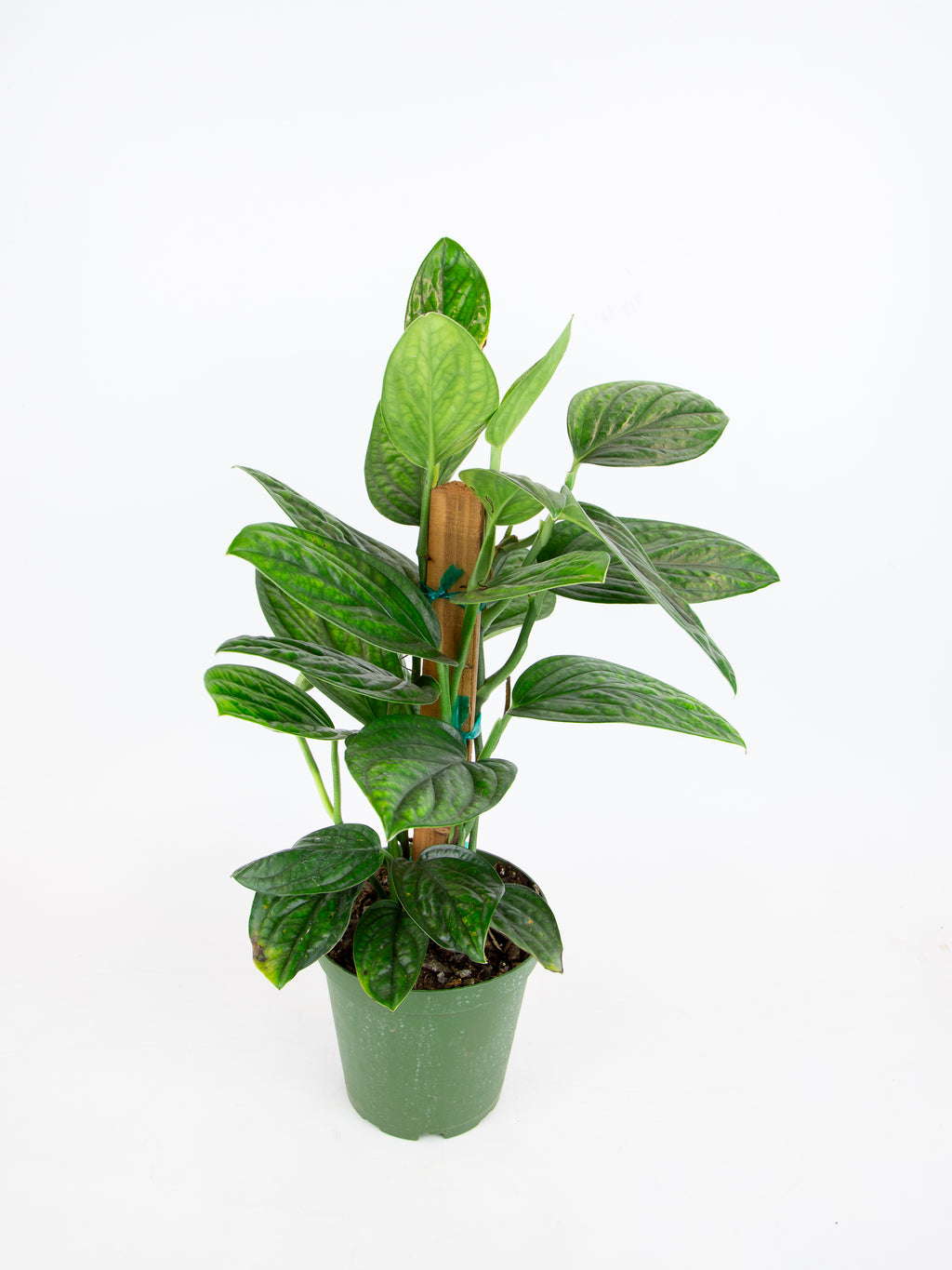 monstera sp peru Monstera sp. 'Peru'