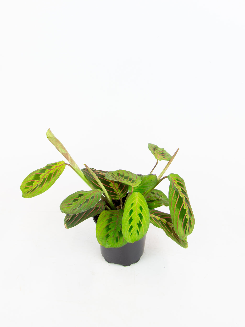 prayer plant with red veins Maranta leuconeura 'red'