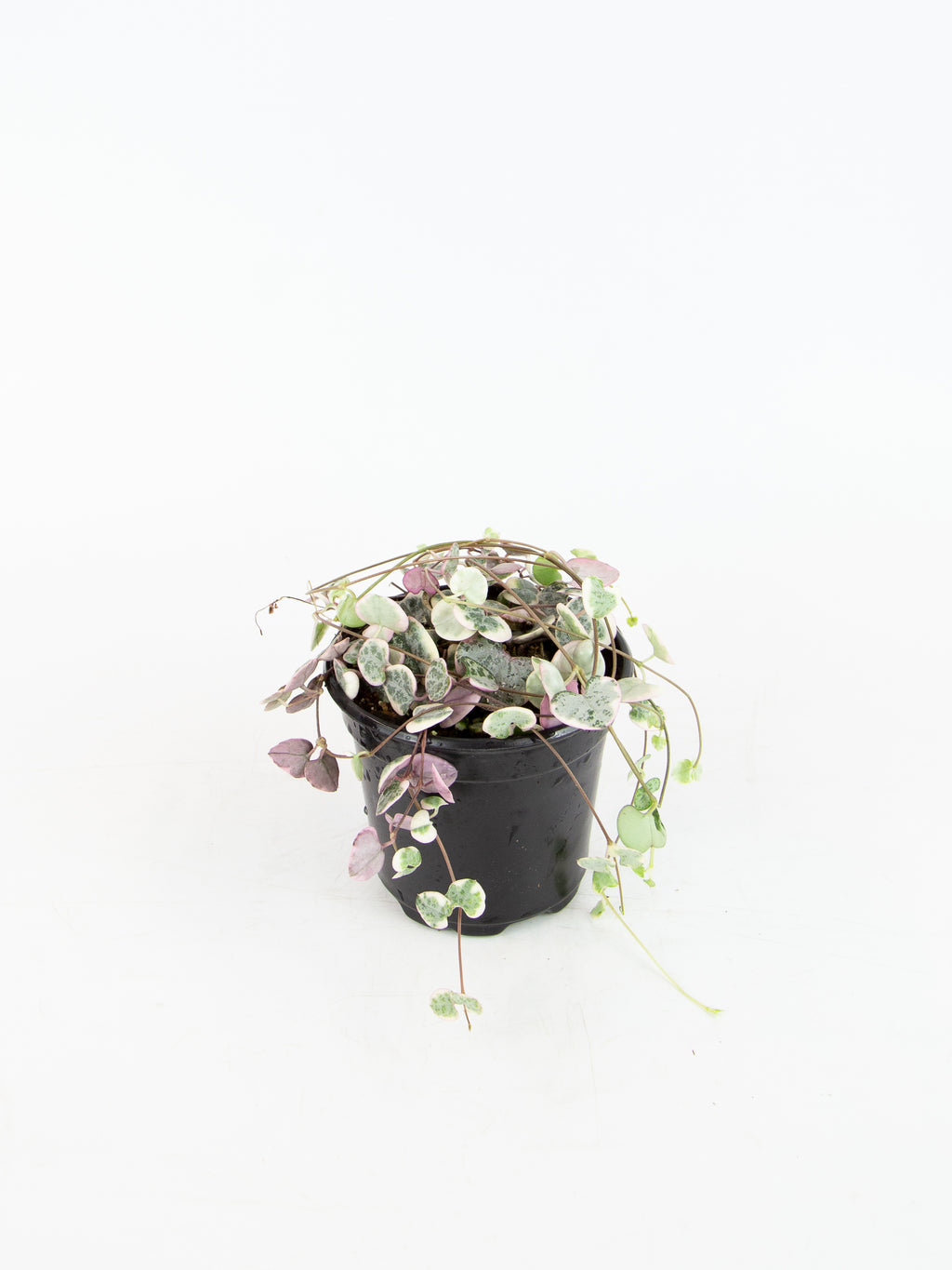 Ceropegia woodii variegata 'String of Hearts' – ARIUM BOTANICALS