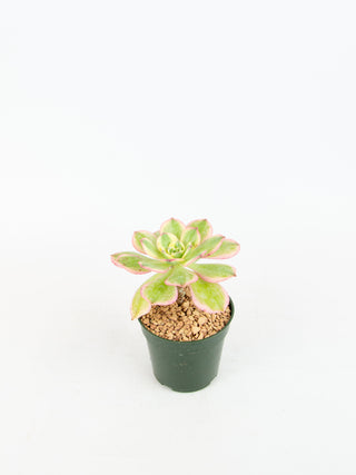 Aeonium 'Sunburst'