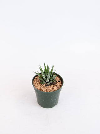 Haworthia fasciata