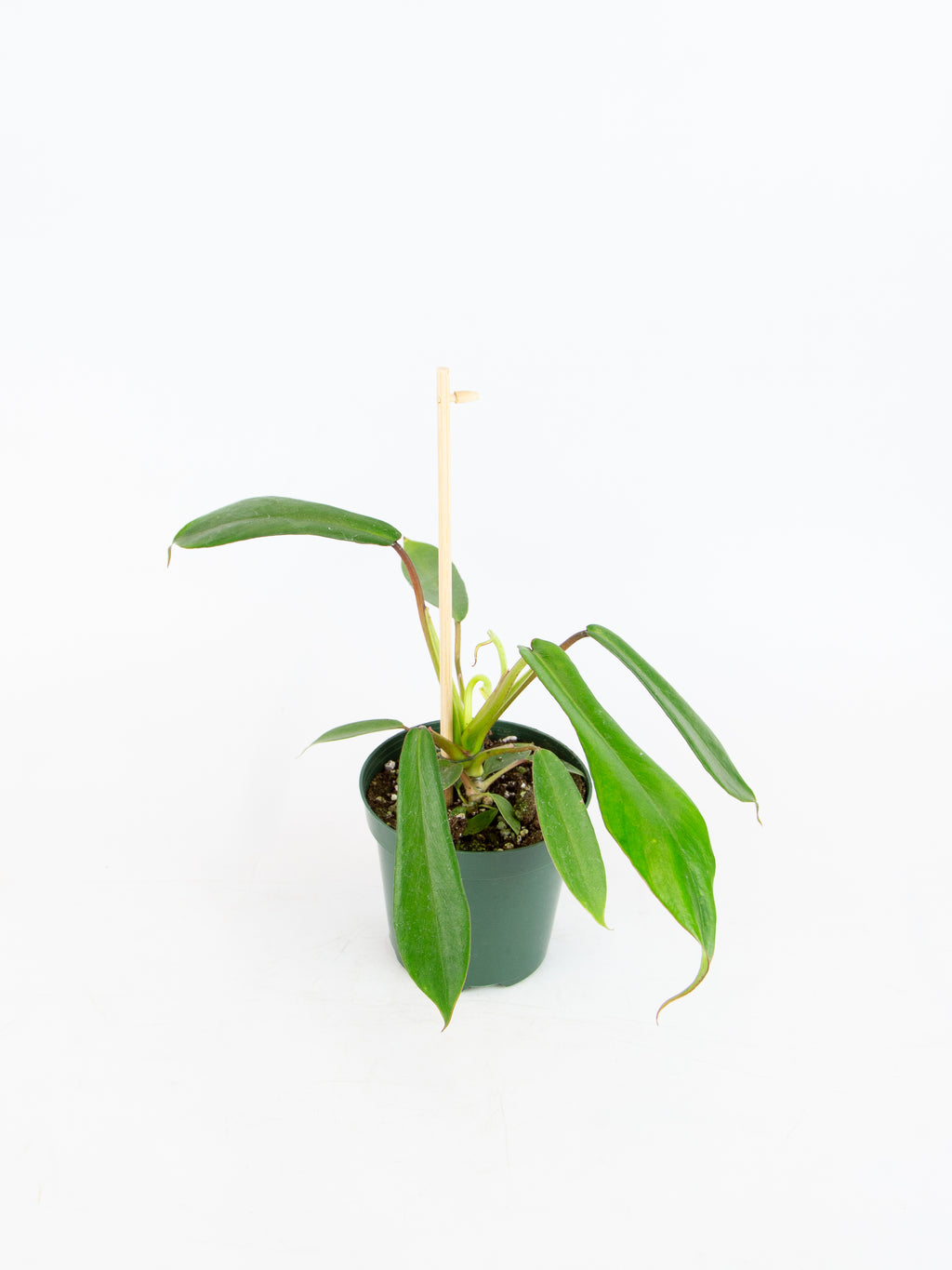 philodendron joepii buy Philodendron joepii – ARIUM BOTANICALS