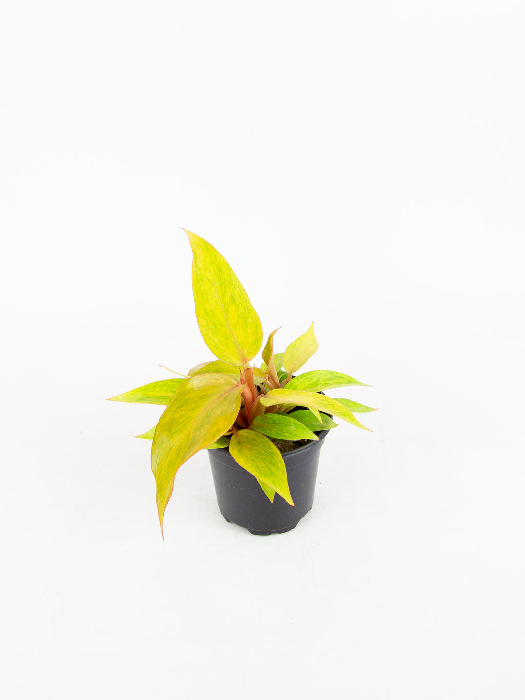 orange marmalade plant philodendron Philodendron 'Orange Marmalade' – ARIUM BOTANICALS