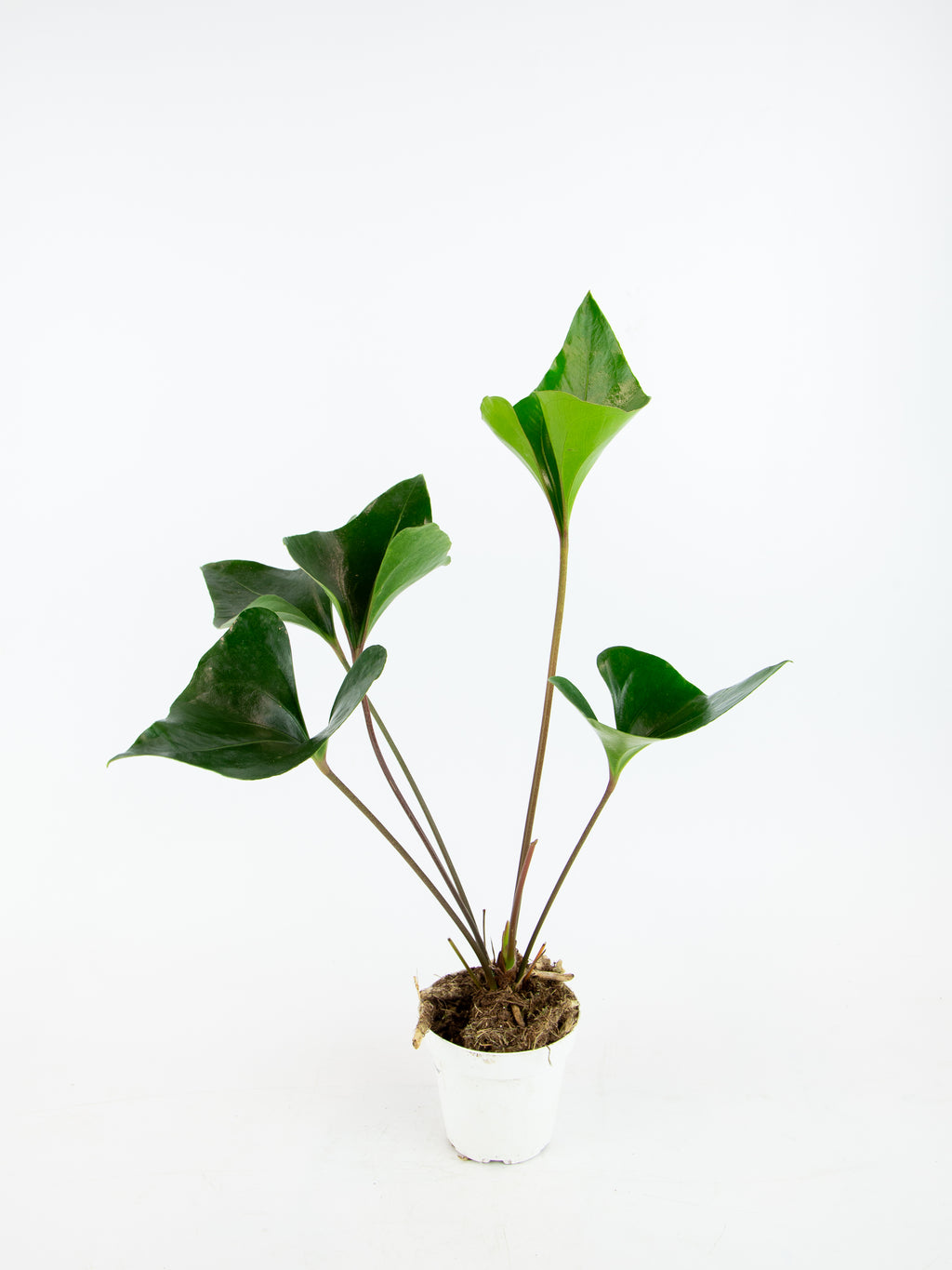 anthurium arrow care Anthurium 'Arrow'