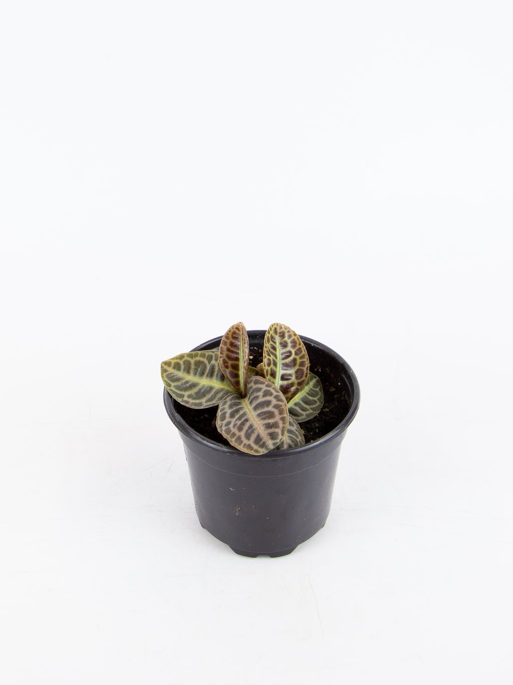 turtle back succulent Labisia sp. Turtle Back – ARIUM BOTANICALS
