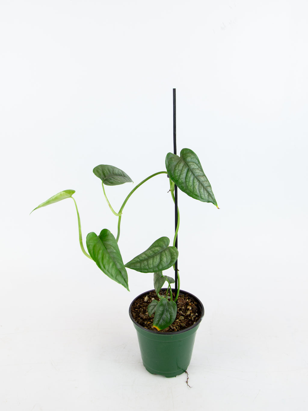 monstera siltepecana moss pole Monstera siltepecana – ARIUM BOTANICALS