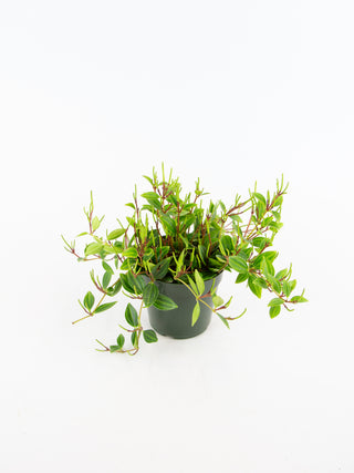 Peperomia angulata