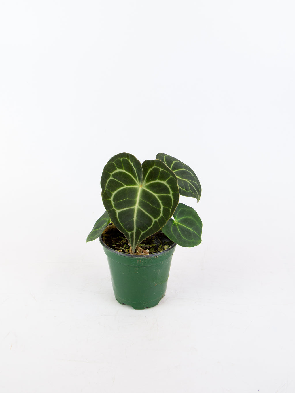 alocasia zebrina pink Alocasia Pink Princess