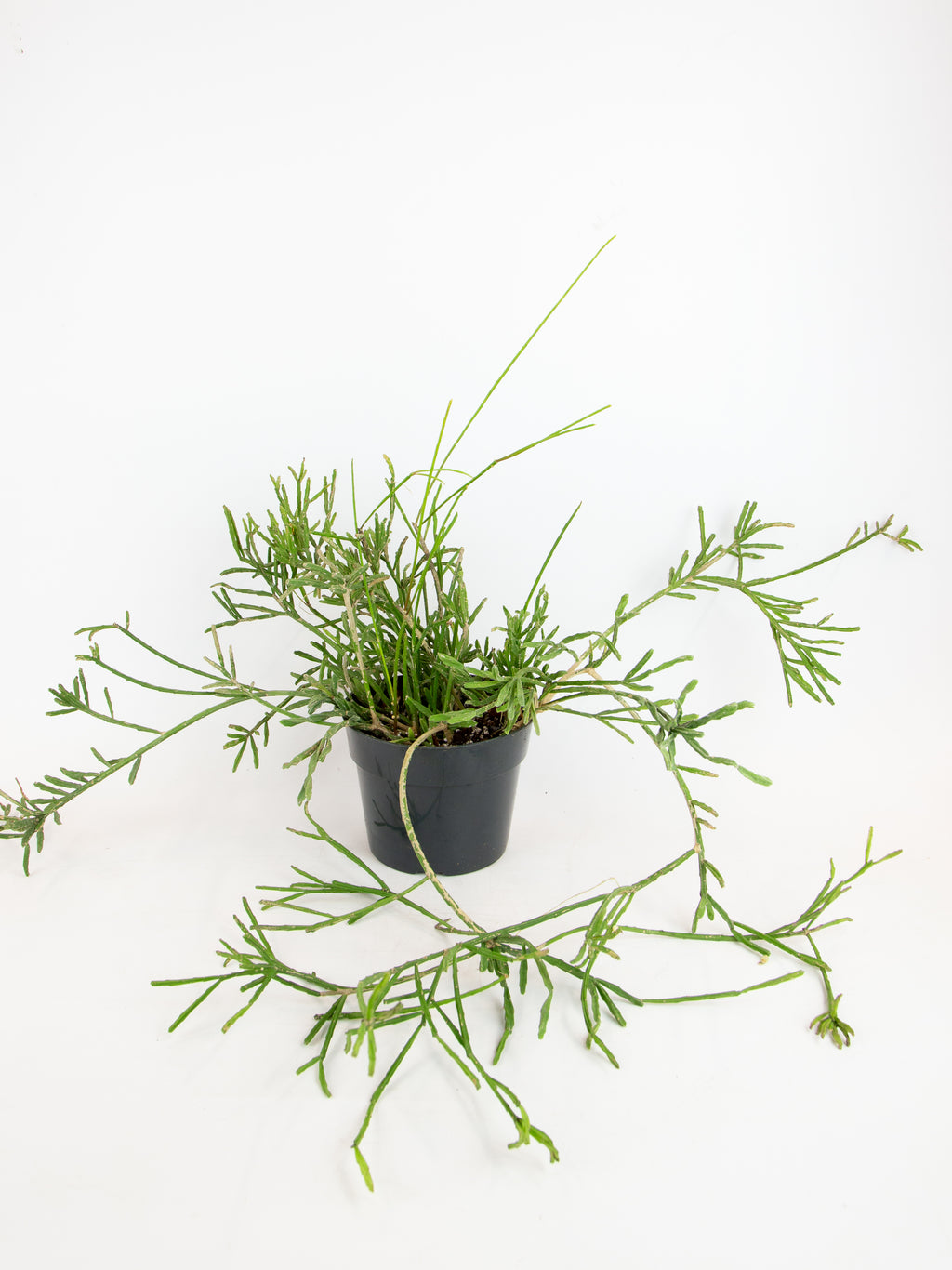 Rhipsalis sp.  ARIUM BOTANICALS