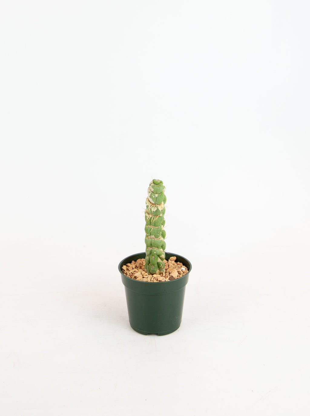 Eulychnia castanea spiralis – ARIUM BOTANICALS