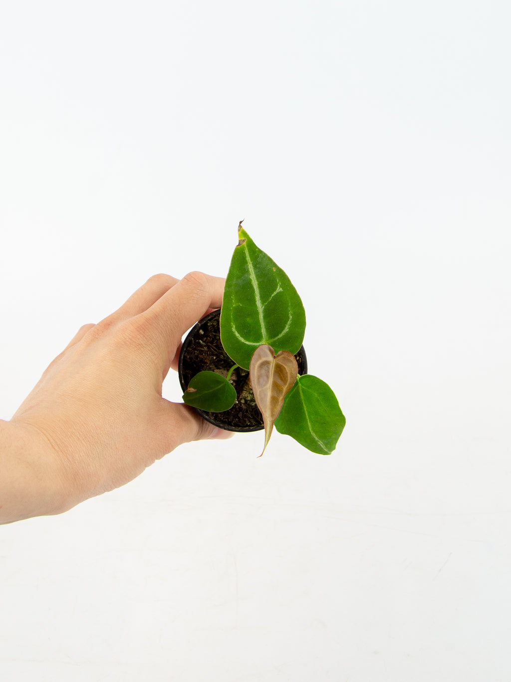 anthurium crystallinum dorayaki Anthurium dorayaki x crystallinum – ARIUM BOTANICALS