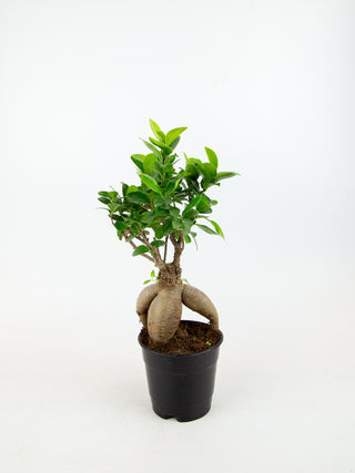 Ficus microcarpa