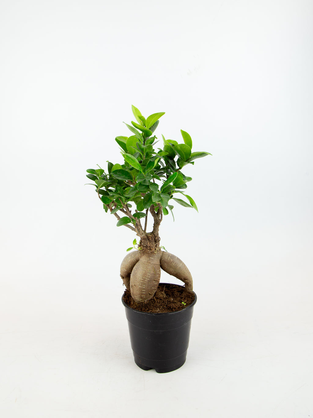 Ficus microcarpa – ARIUM BOTANICALS