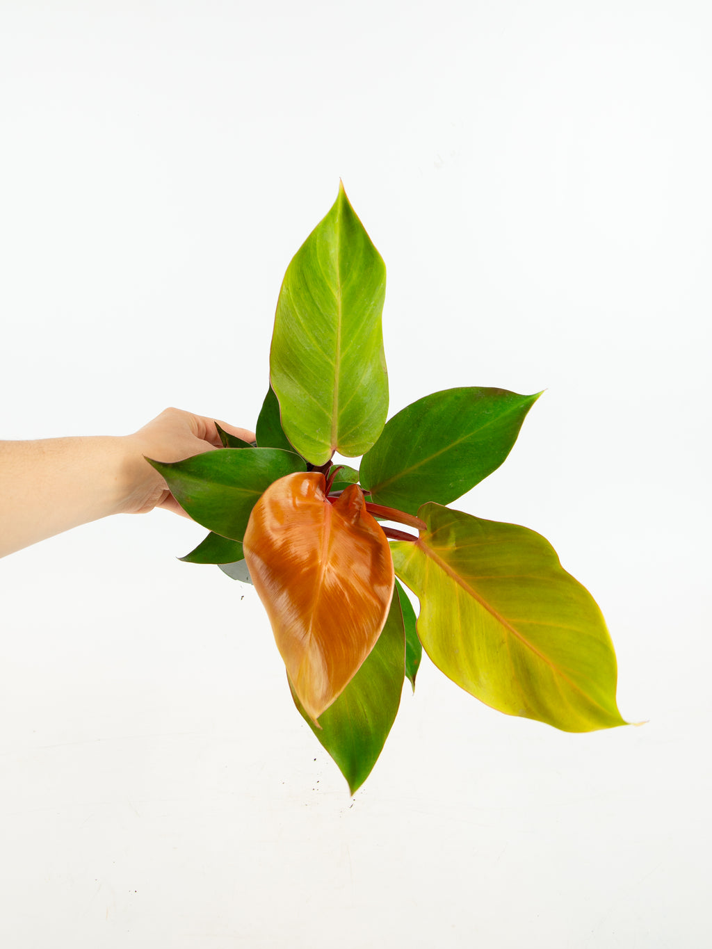 mccolley's finale hybrid philodendron Philodendron 'McColley's Finale' – ARIUM BOTANICALS