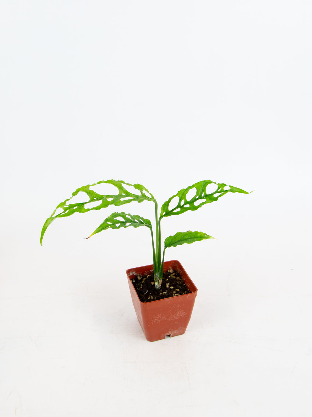 Monstera obliqua – ARIUM BOTANICALS
