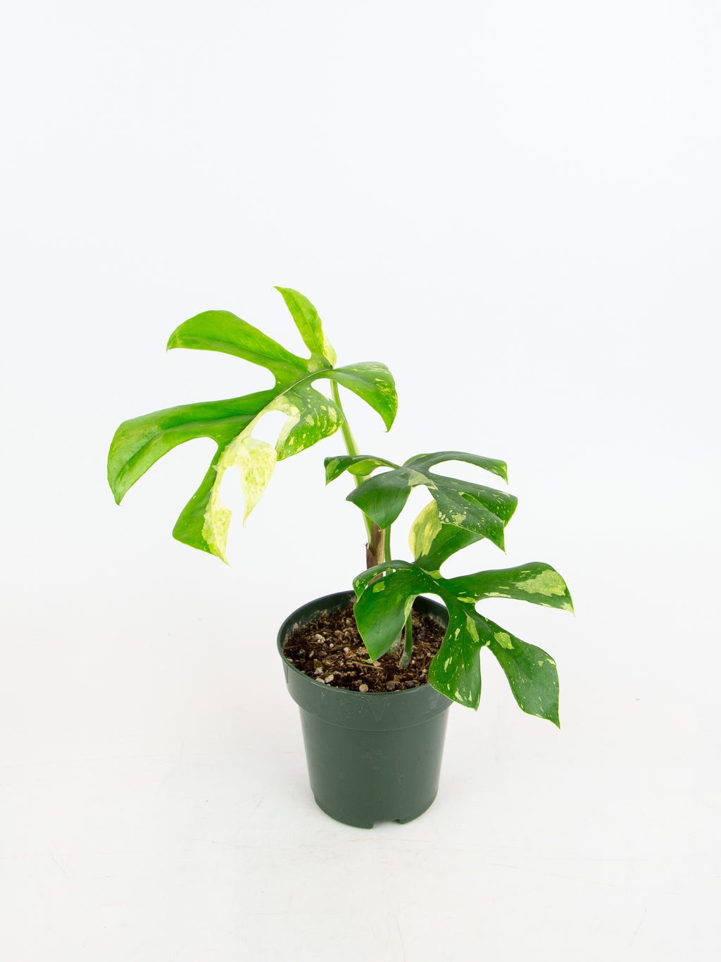rhaphidophora tetrasperma aurea variegata Rhaphidophora tetrasperma variegated – ARIUM BOTANICALS