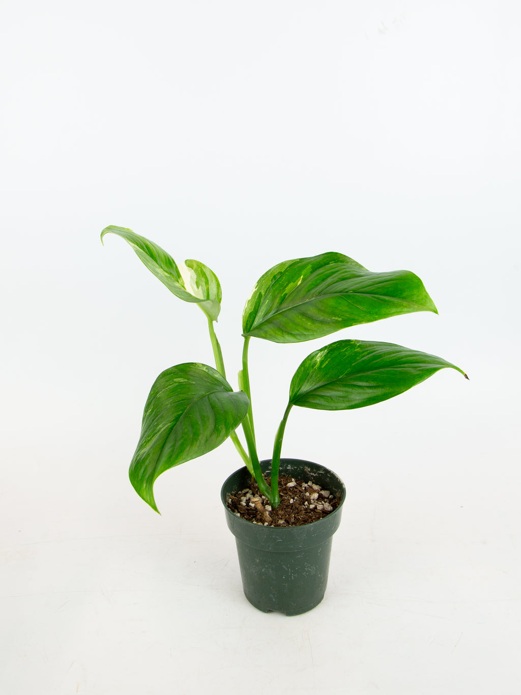 monstera lechleriana Monstera lechleriana variegata – ARIUM BOTANICALS