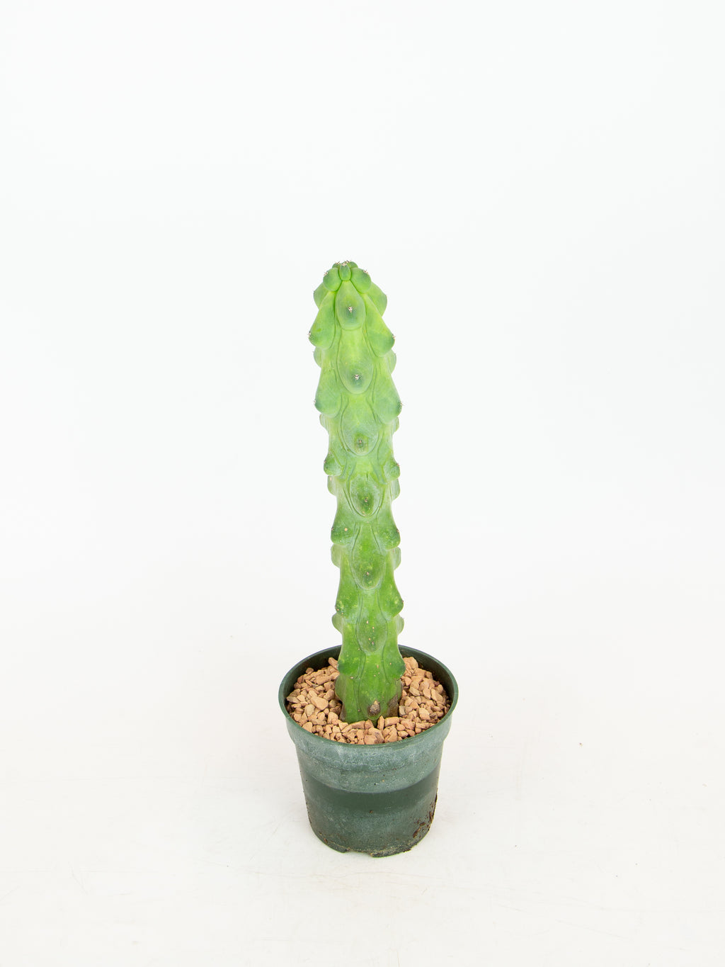 Myrtillocactus geometrizans 'Fukurokuryuzinboku' – ARIUM BOTANICALS