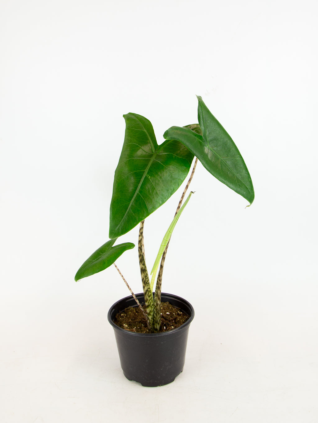 Alocasia zebrina – ARIUM BOTANICALS