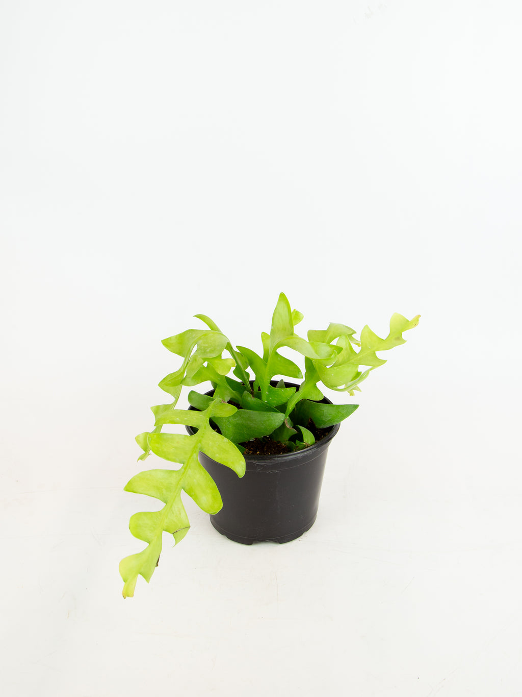 Selenicereus chrysocardium 'Fern Leaf Cactus' – ARIUM BOTANICALS