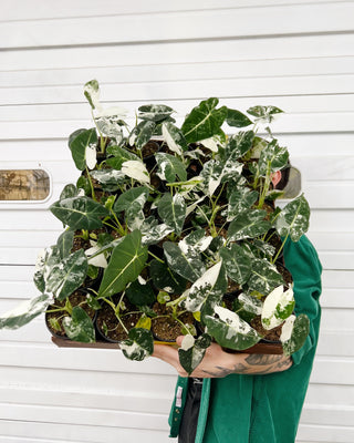 Alocasia micholitziana 'Frydek' variegata
