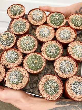 Astrophytum asterias