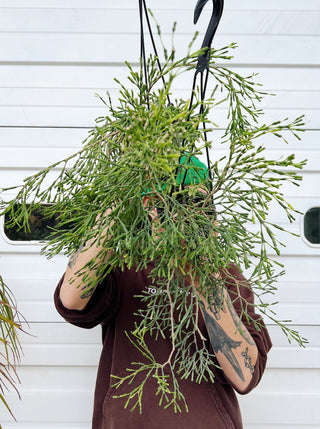 Hatiora salicornioides