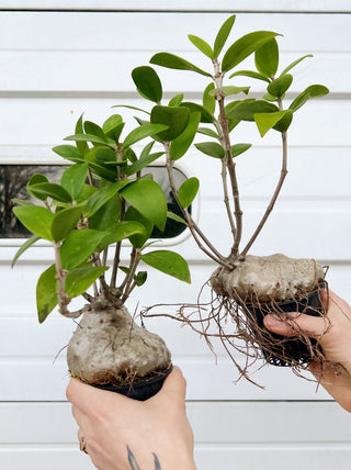 Hydnophytum formicarum