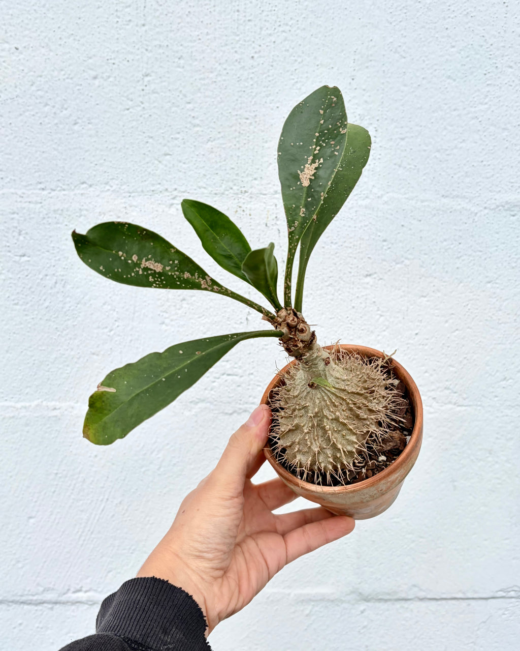 Myrmecodia platytyrea subsp. antoinii – ARIUM BOTANICALS