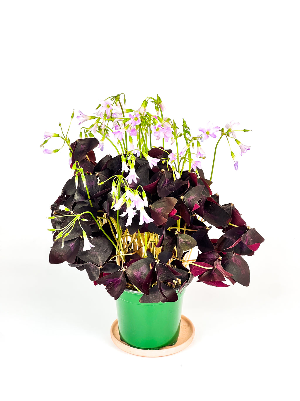 Oxalis triangularis – ARIUM BOTANICALS
