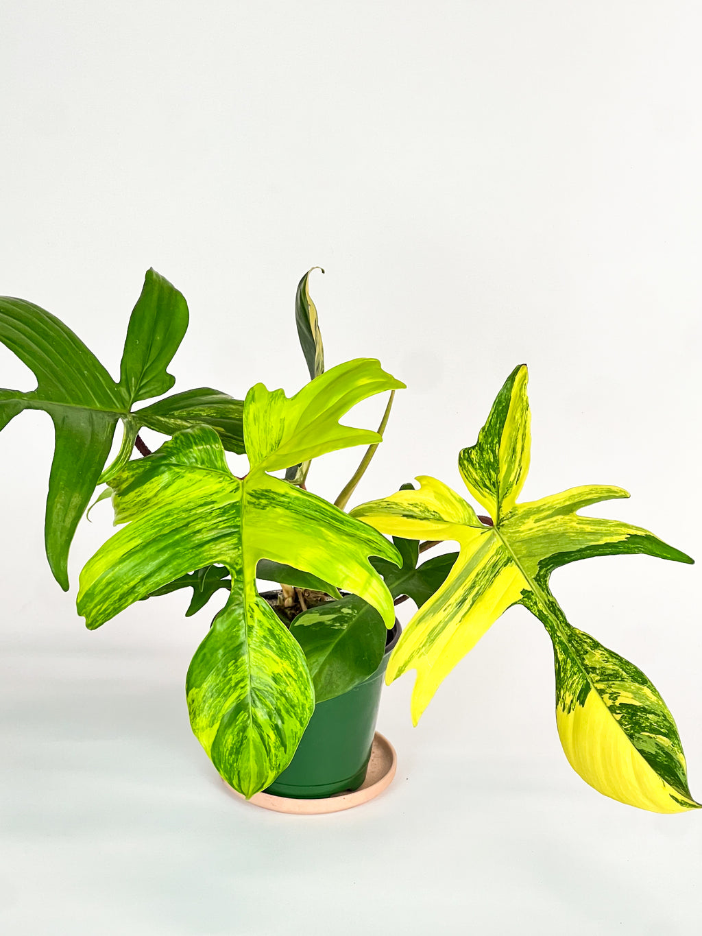 philodendron florida beauty green care Philodendron 'Florida Beauty' variegata – ARIUM BOTANICALS