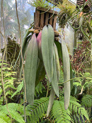 Bulbophyllum phalaenopsis