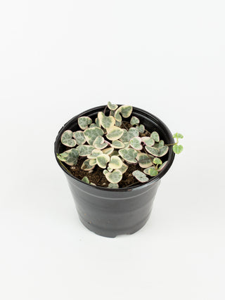 Ceropegia woodii variegata 'String of Hearts'