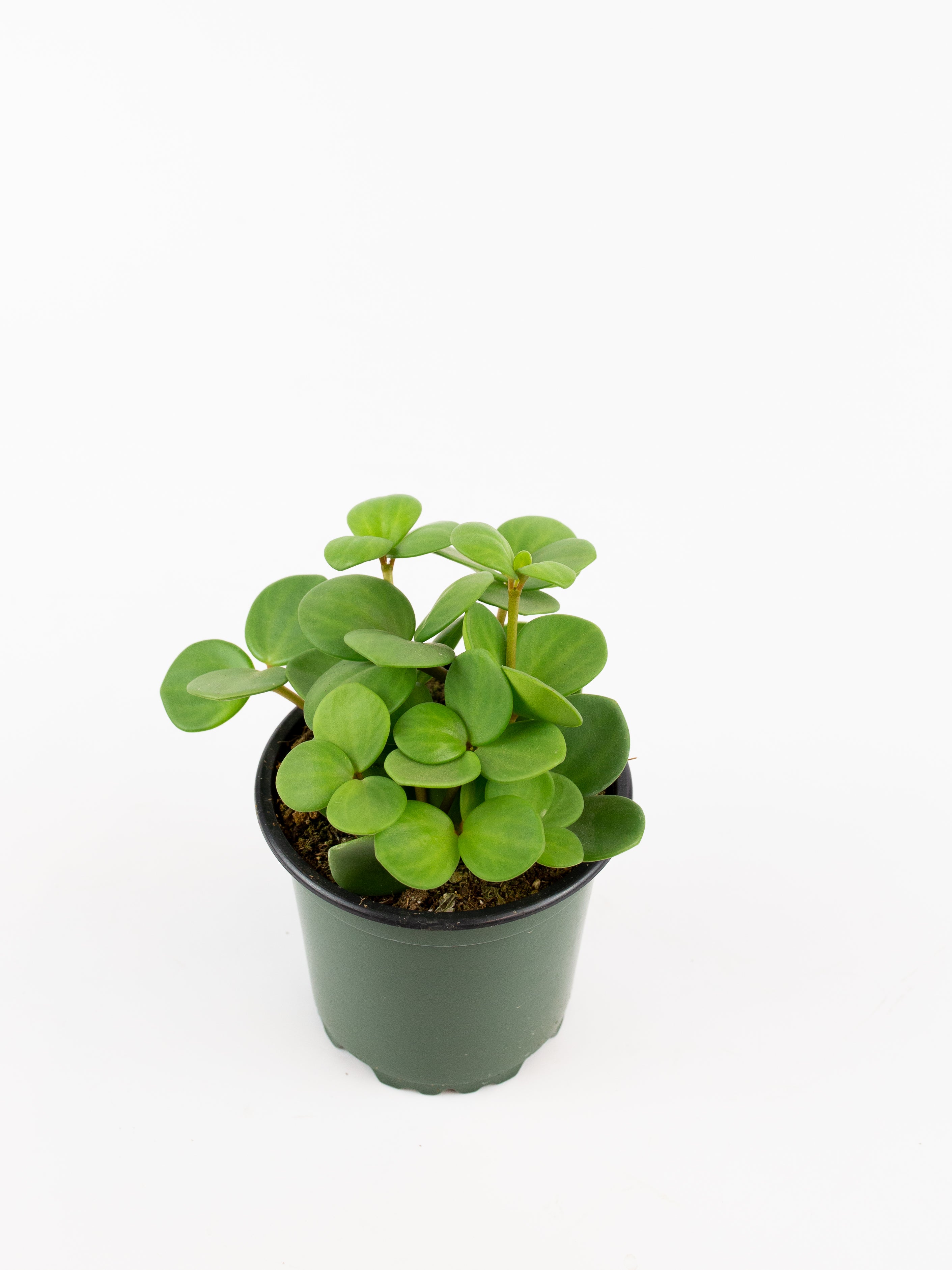 Peperomia 'Hope' – ARIUM BOTANICALS