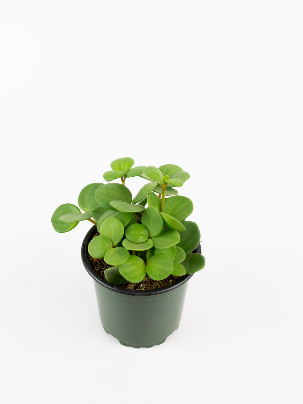 is peperomia hope a succulent Peperomia 'Hope' – ARIUM BOTANICALS
