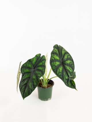 Alocasia baginda 'Dragon Scale'