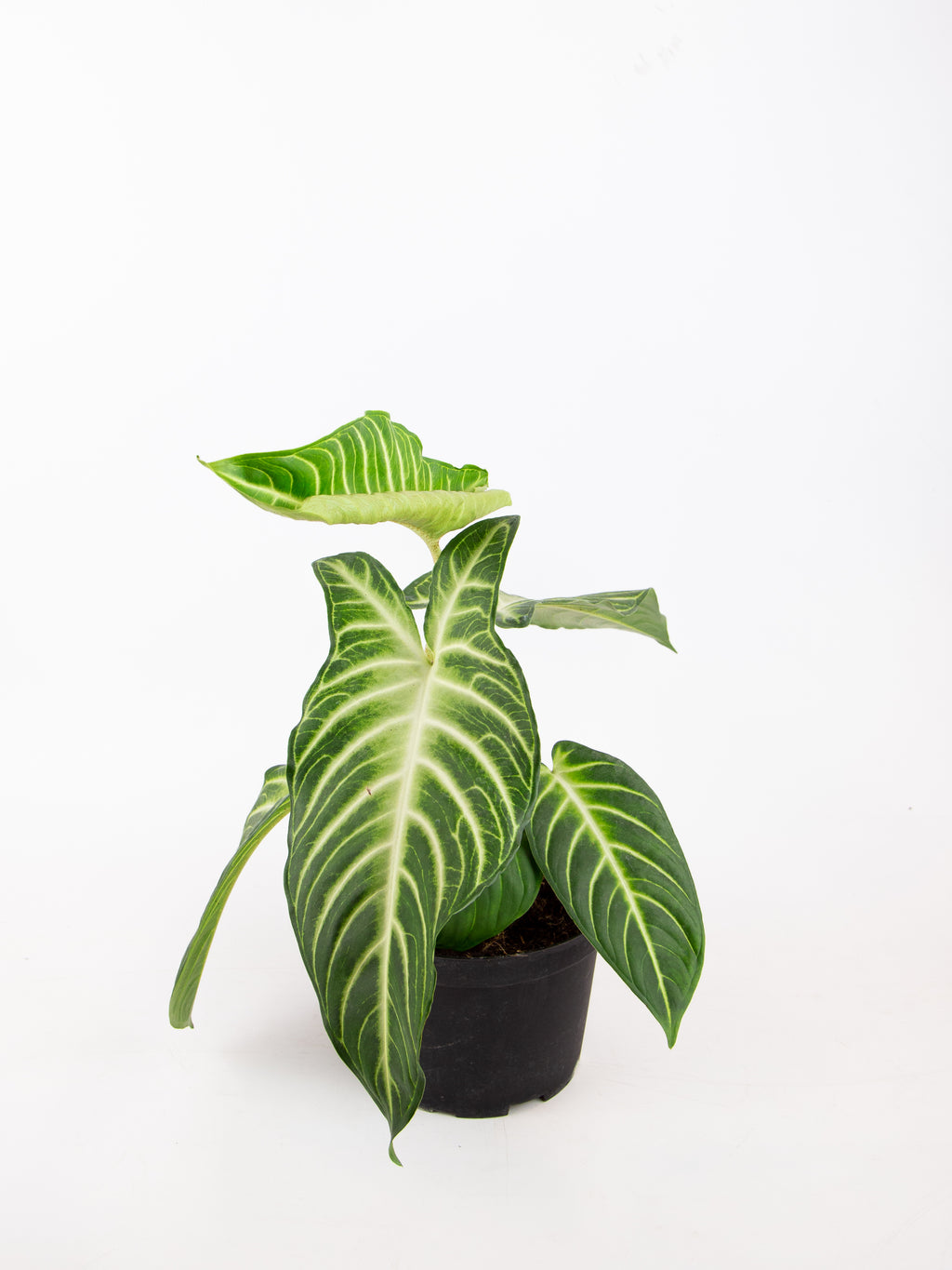 Xanthosoma lindenii – ARIUM BOTANICALS