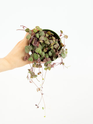 Ceropegia woodii 'String of Hearts'